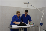 Ведущие врачи Чугаева О.А. и Остроущенко Евгений подготавливают нашу подопечную к операции